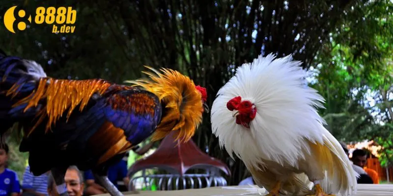 Tìm hiểu chi tiết luật chơi đá gà 888b 
